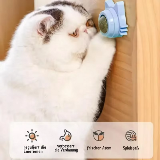 Catnip - die Katzenminze